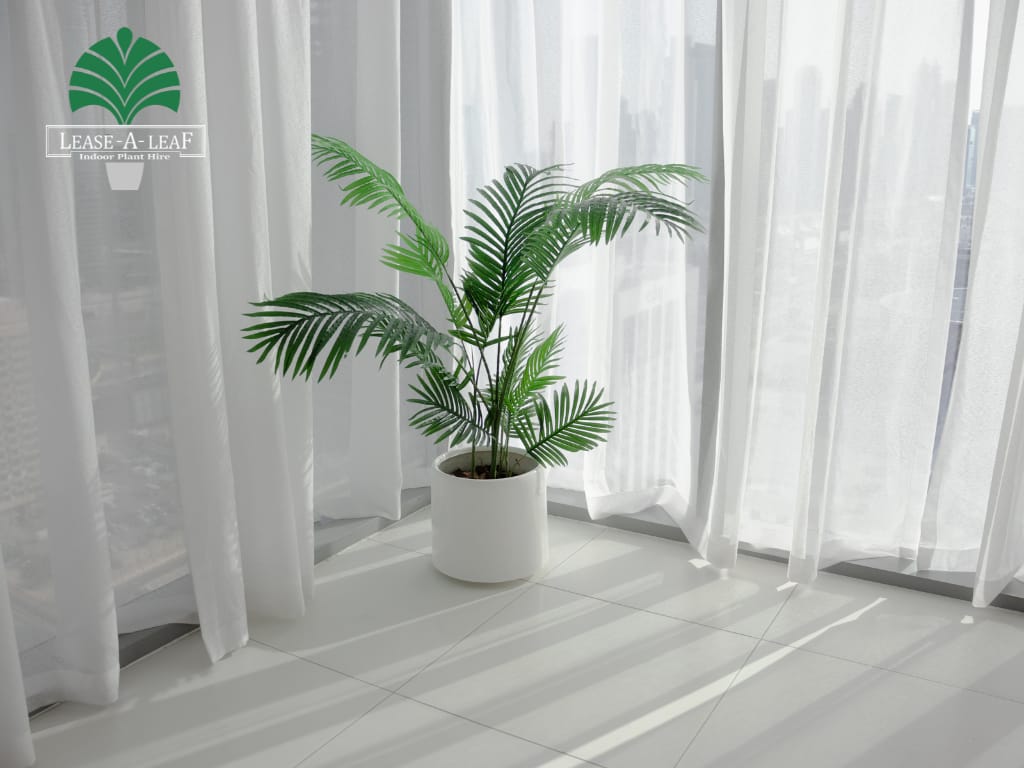 hire low light indoor plants