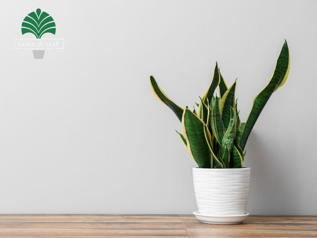 hire low light planters