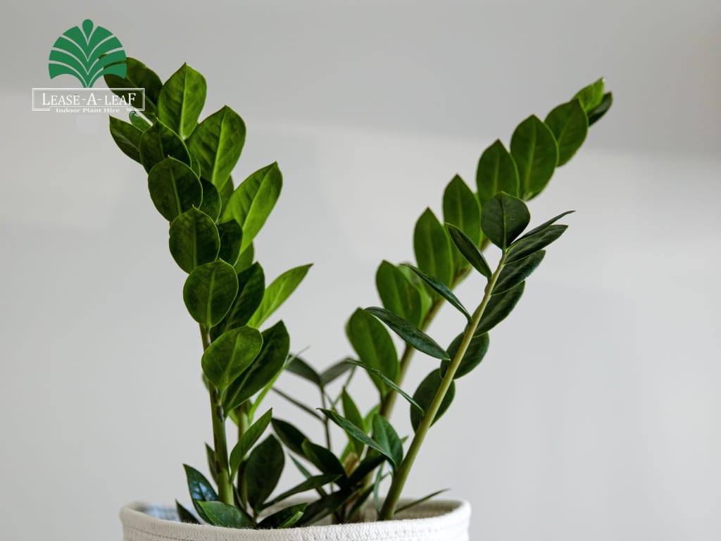 hire low light planters