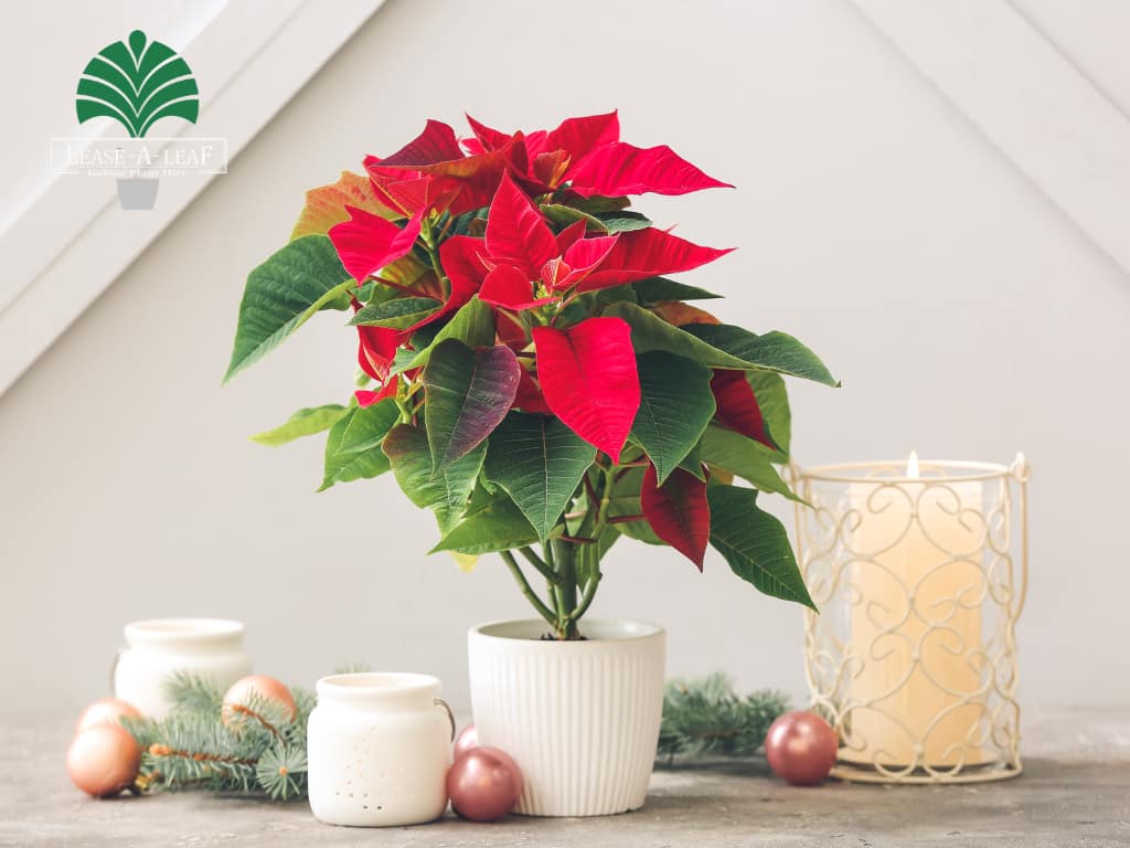 hire low light indoor plants