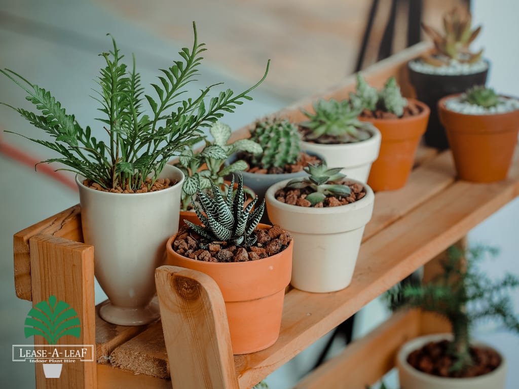 North Sydney indoor plant hire
