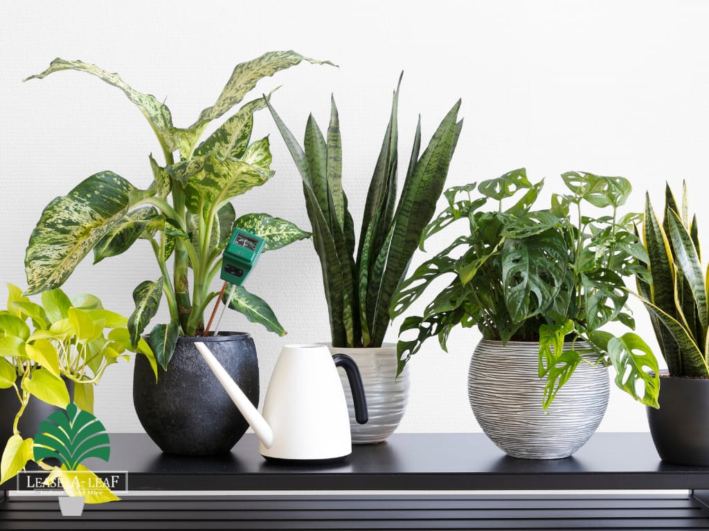 North Sydney indoor plant hire