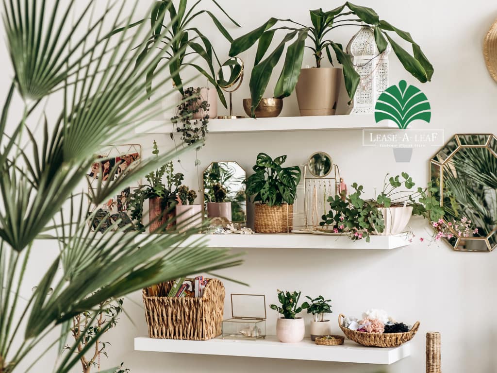 Indoor plants Sydney