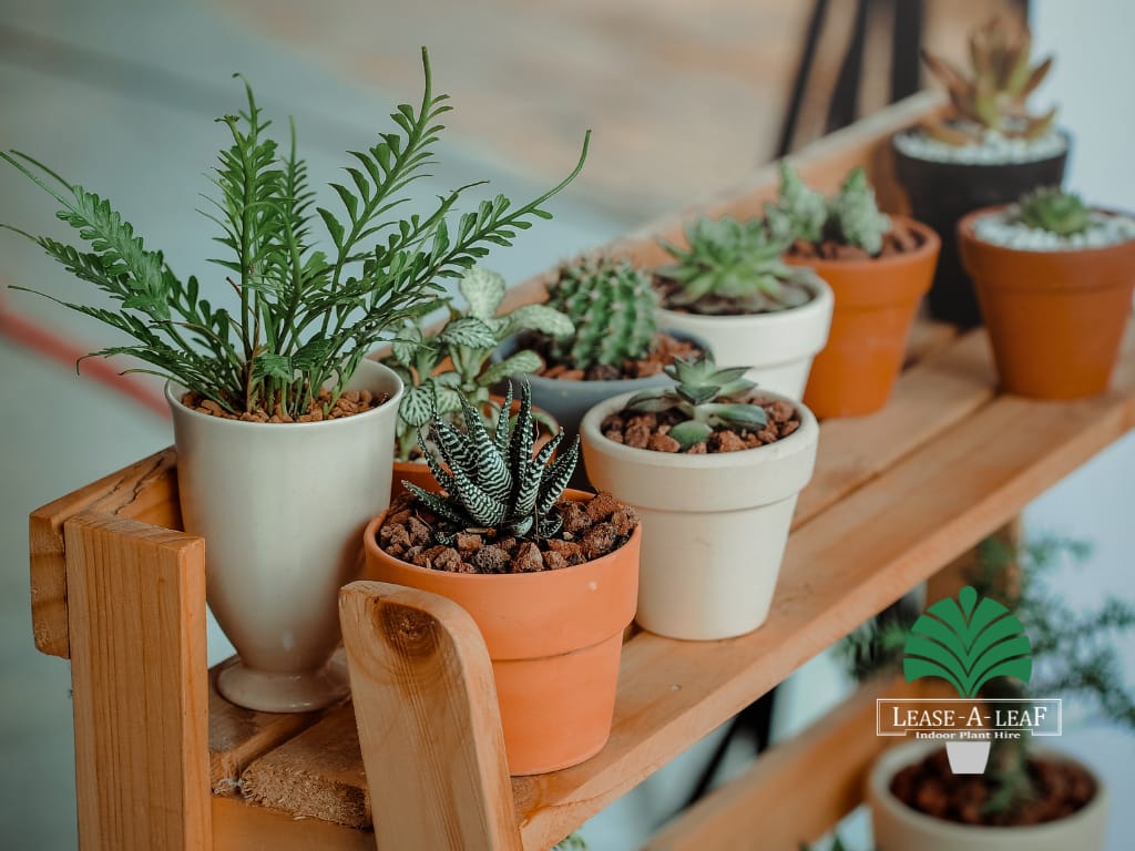 Indoor plants Sydney