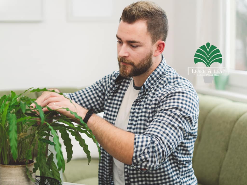 hire Terrazzo cube planters + Hire plants
