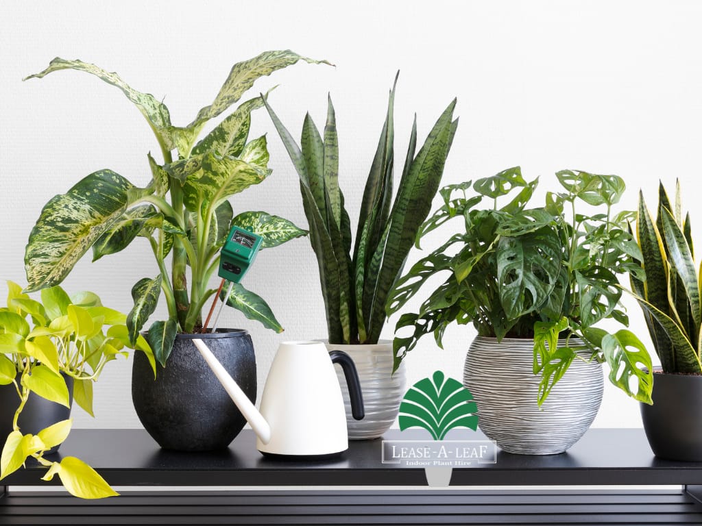 Indoor plants Sydney, Plant hire services, Indoor plants Sydney, desktop plants