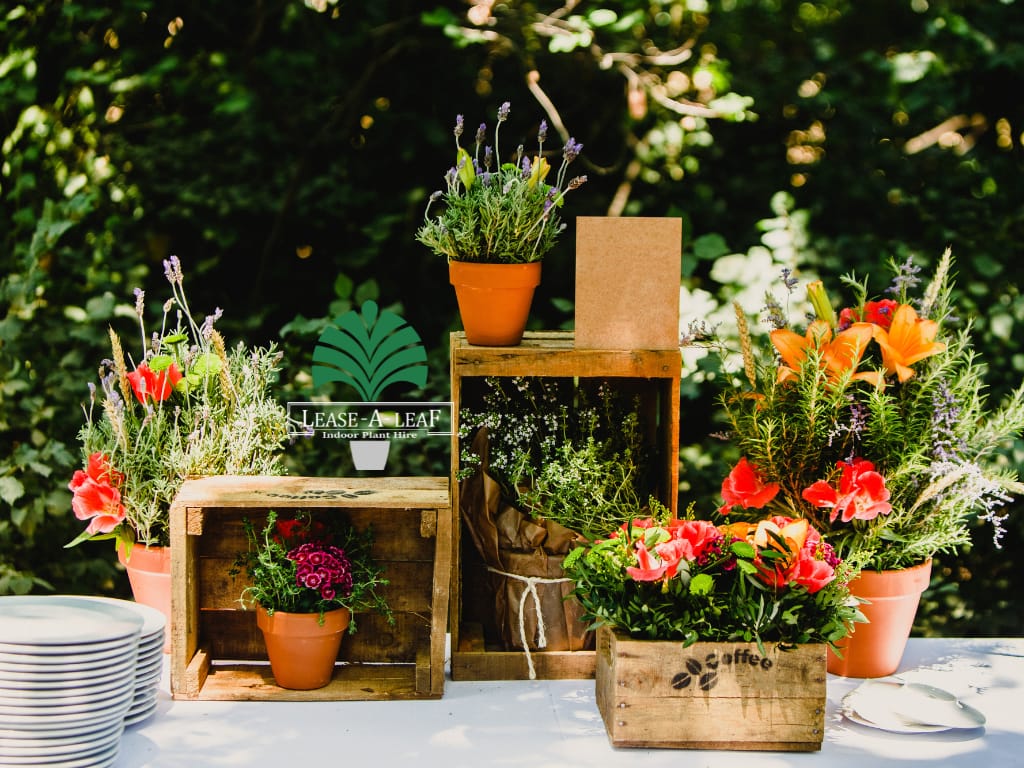 Hire Plants Sydney, Outdoor plants hire, Outdoor plant hire