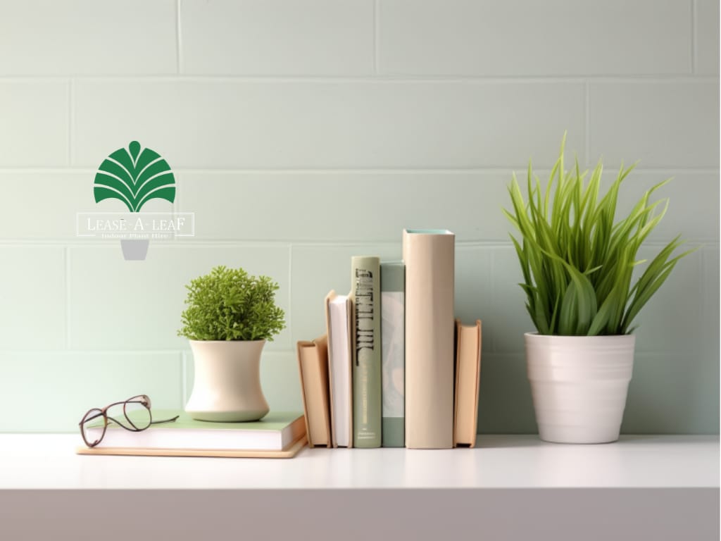 Terrazzo Cube Planters Hire, hire Leyland Cypress plant, Short term plant hire