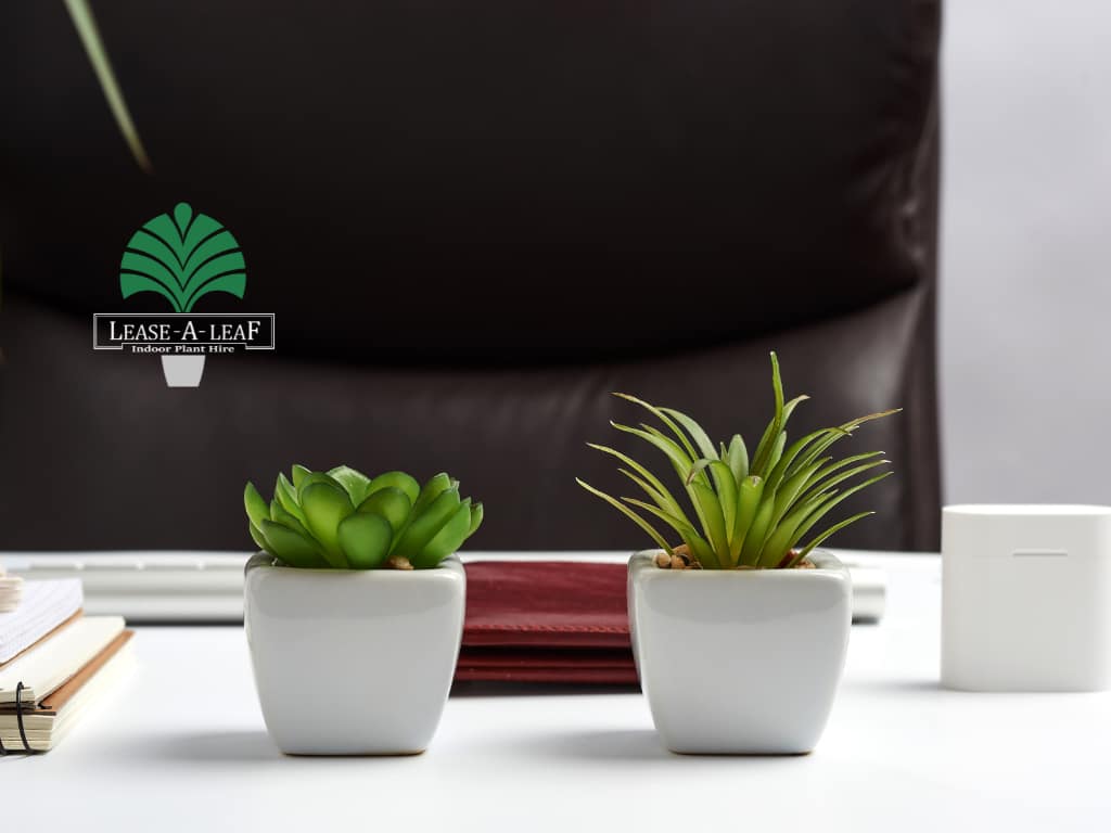 North Ryde Indoor Plant Hire