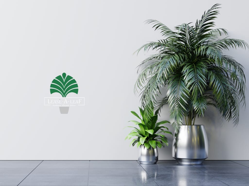 Architectural Wedge Sydney, desktop plants, Indoor plant hire, plants to hire