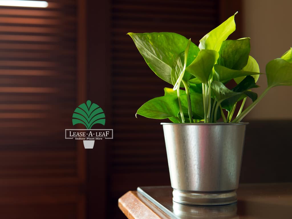 North Ryde Indoor Plant Hire