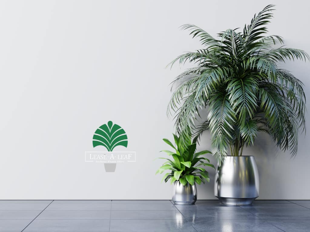 Plant hire, Plants for indoor, Indoor plants Sydney, desk top plants, Plant hire services