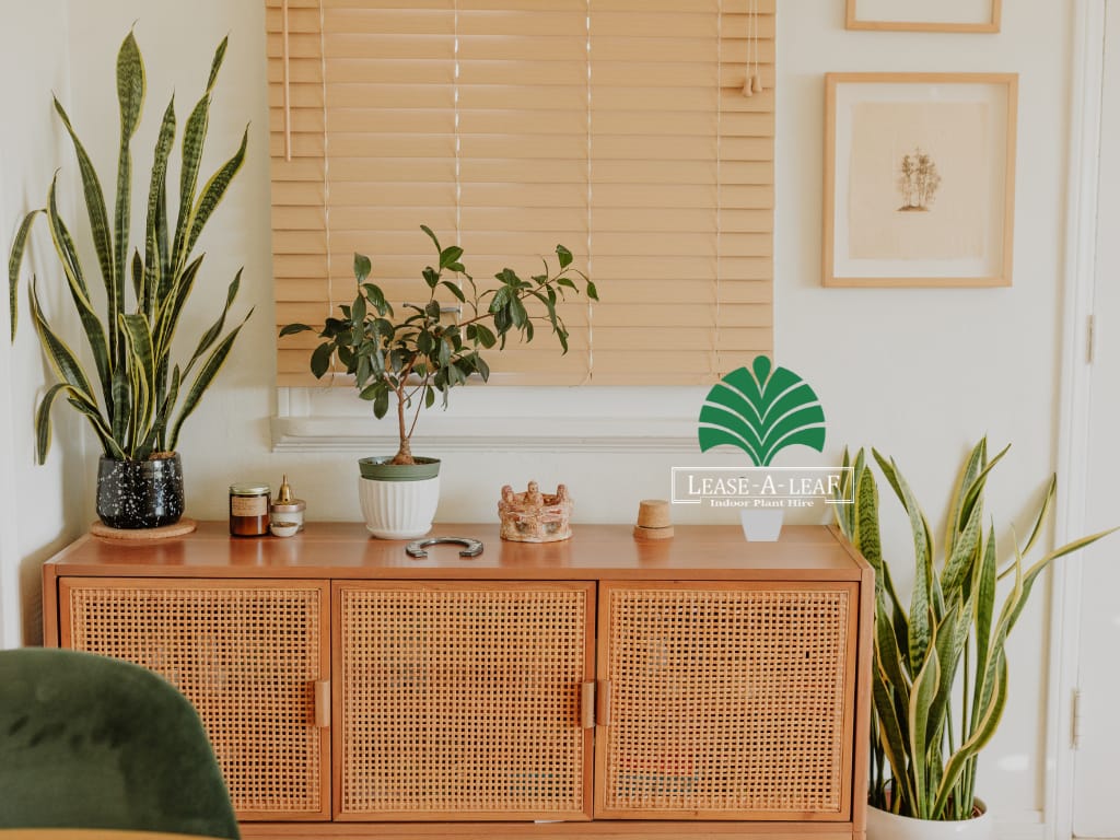 Outdoor plants hire, low light Plants Hire, Plant Hire Sydney,outside plants hire