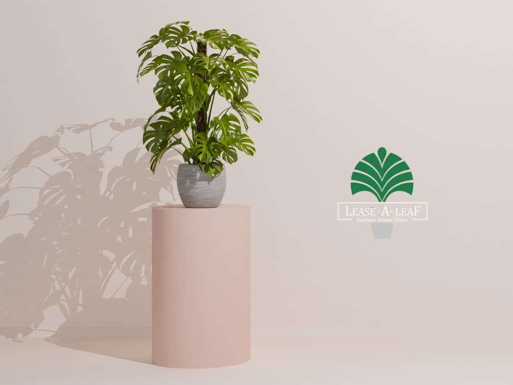 Hire plants, Indoor plant hire, hire Terrazzo cube planters, hire Leyland Cypress plant, Plant hire, Short term plant hire, desktop plants