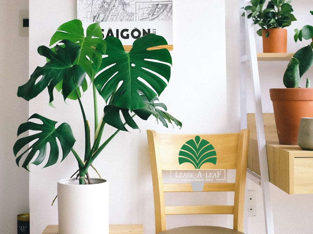 Hire plants, Indoor plant hire, hire Terrazzo cube planters, hire Leyland Cypress plant, Plant hire, Short term plant hire, desktop plants