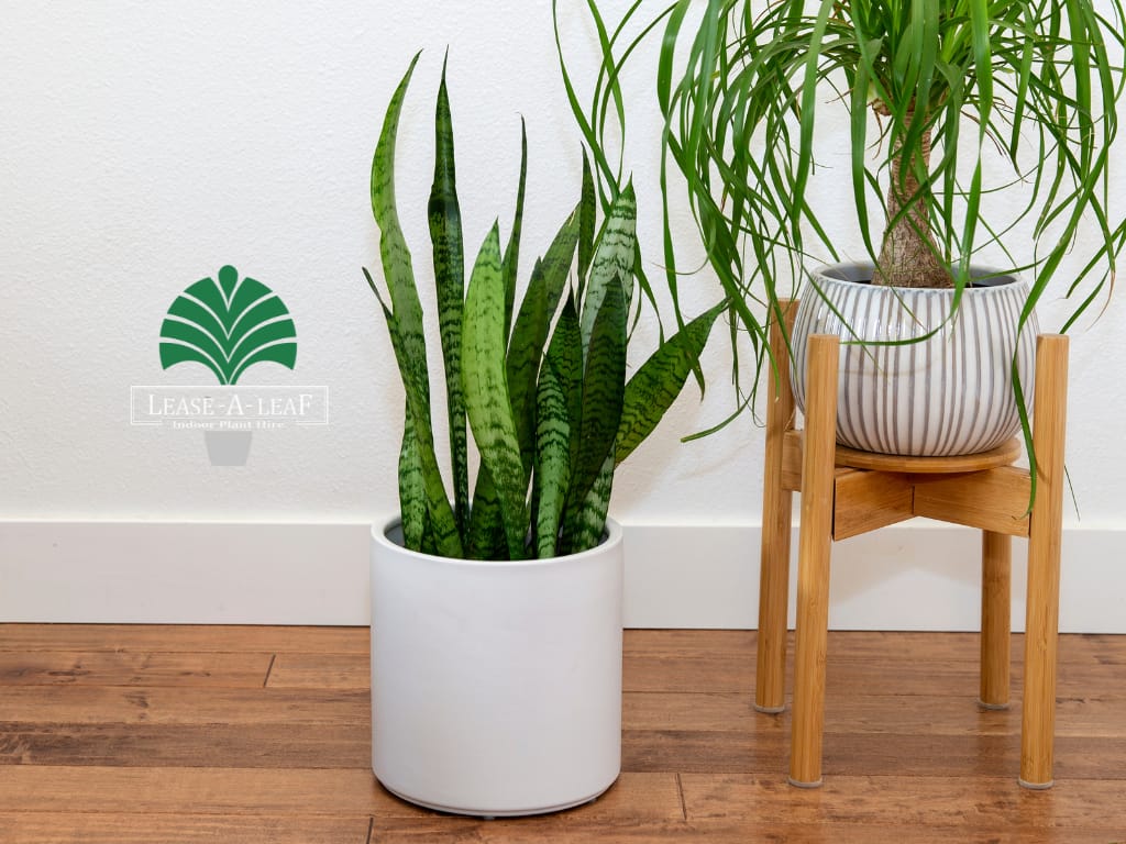 Hire plants, plant rental, desk top plants, planter hire, Architectural Wedge Sydney, Temporary plant hire, Outdoor plants hire