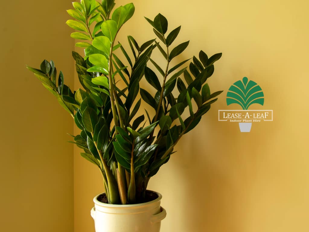 Hire plants, plant rental, desk top plants, planter hire, Architectural Wedge Sydney, Temporary plant hire, Outdoor plants hire