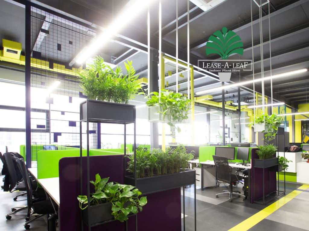 Macquare Park Indoor plant hire, Macquare Park Indoor plant hire, desk top plants, desktop plants, Indoor plant hire, plant rental