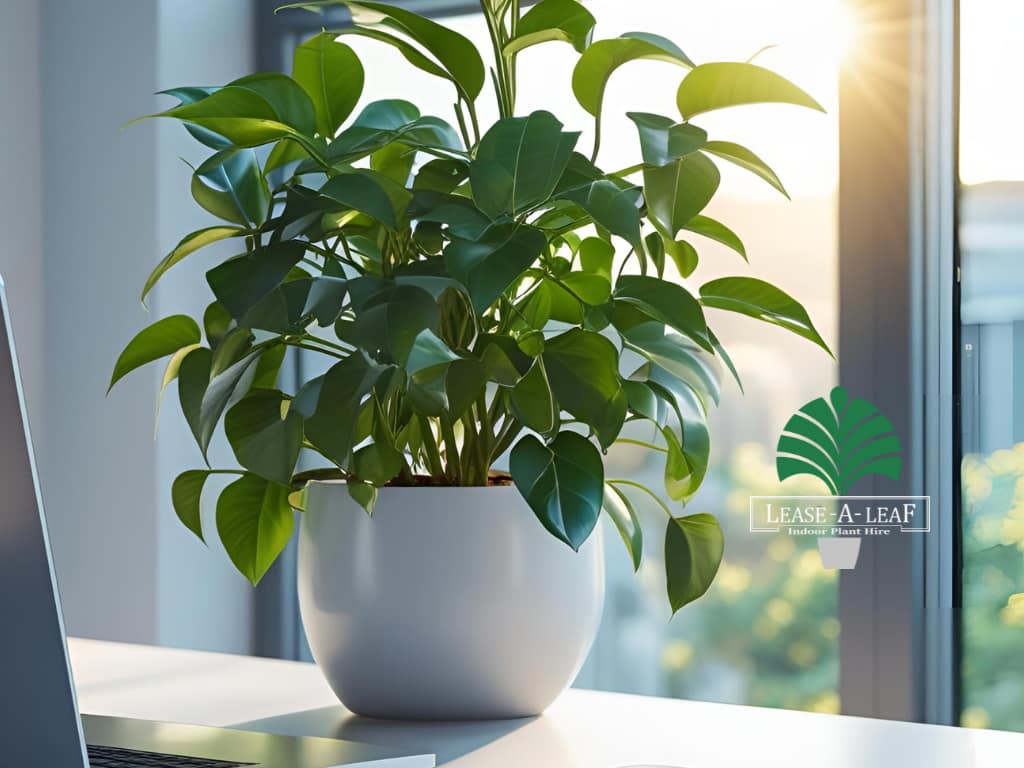 Macquare Park Indoor plant hire, Macquare Park Indoor plant hire, desk top plants, desktop plants, Indoor plant hire, plant rental