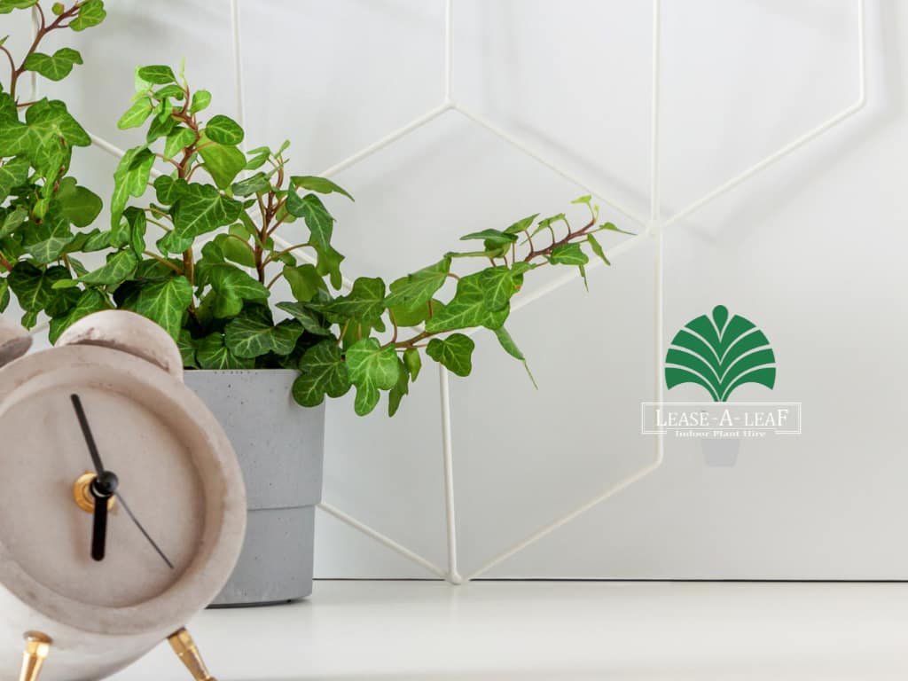 Macquare Park Indoor plant hire, Macquare Park Indoor plant hire, desk top plants, desktop plants, Indoor plant hire, plant rental