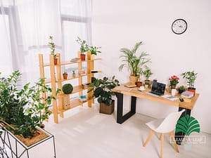 Desktop Plants