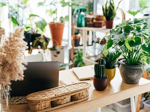 Plant rental for retail stores