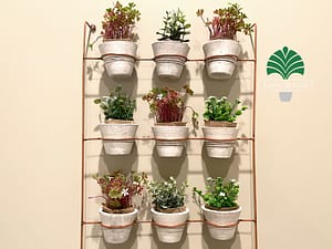 Indoor plants Sydney