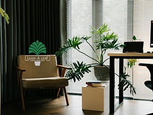 Hire Plants Sydney
