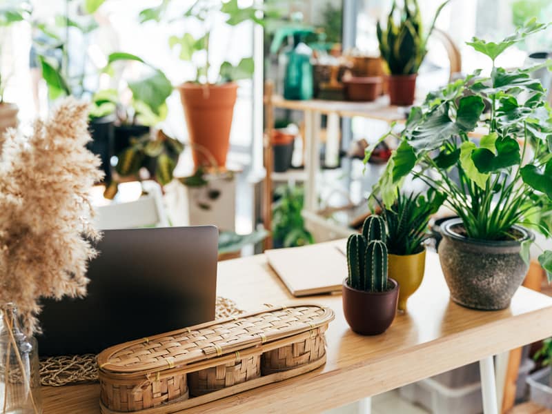 Plant rental for retail stores