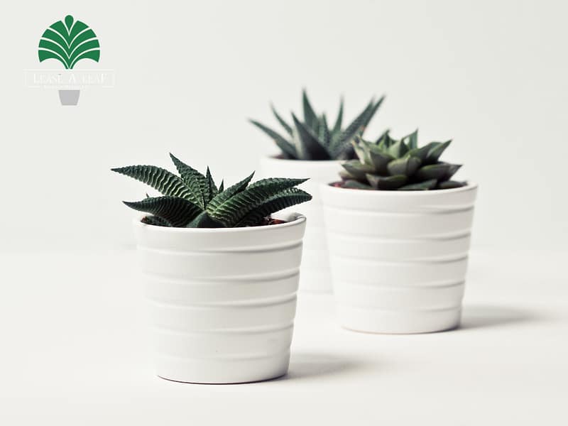 hire low light indoor plants