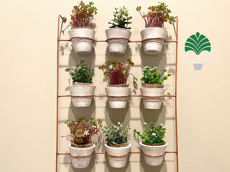 Indoor plants Sydney