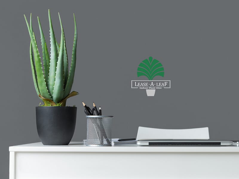 North Ryde Indoor Plant Hire