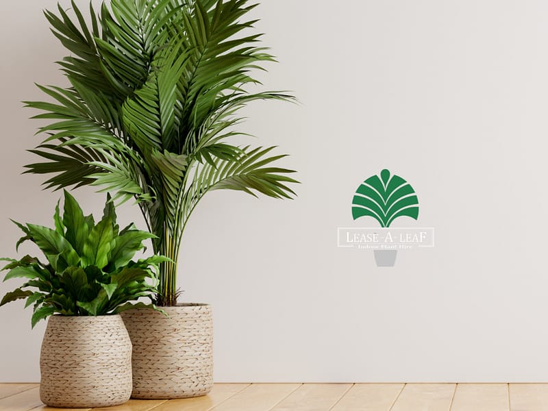 Hire plants, Indoor plant hire, hire Terrazzo cube planters, hire Leyland Cypress plant, Plant hire, Short term plant hire, desktop plants