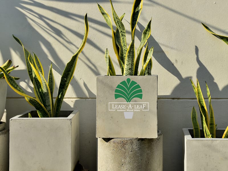 Hire plants, plant rental, desk top plants, planter hire, Architectural Wedge Sydney, Temporary plant hire, Outdoor plants hire