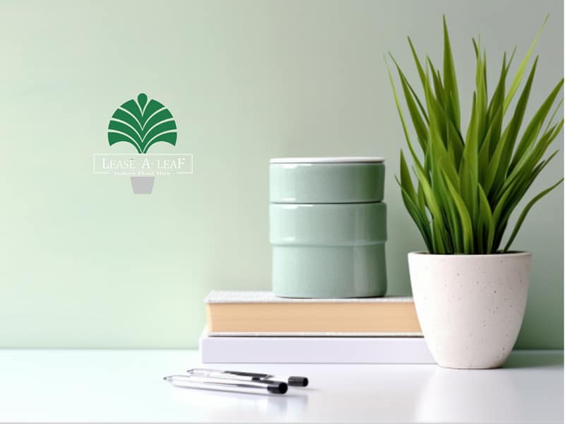 Macquare Park Indoor plant hire, Macquare Park Indoor plant hire, desk top plants, desktop plants, Indoor plant hire, plant rental